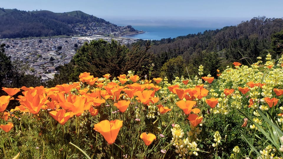 California poppies and lupine blooming in the backyard in the spring!