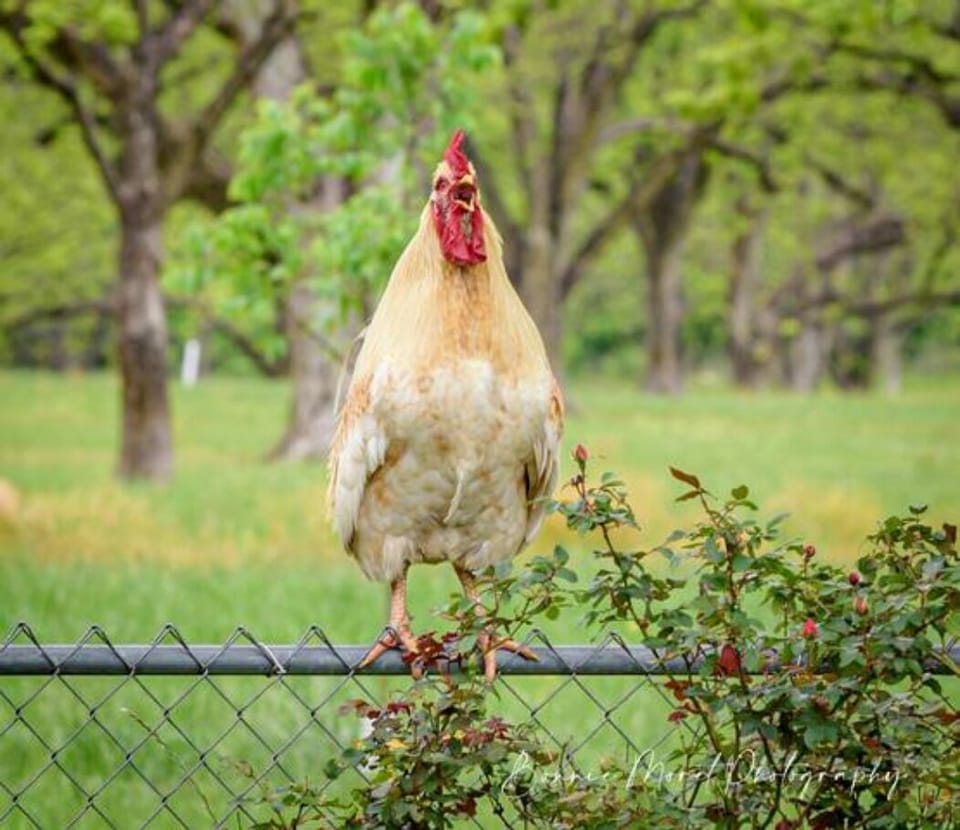 No need for a morning alarm as Mr. Rooster crows at dawn!