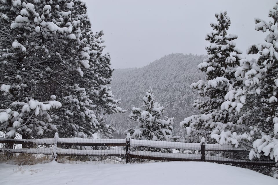 Backyard beauty in winter.