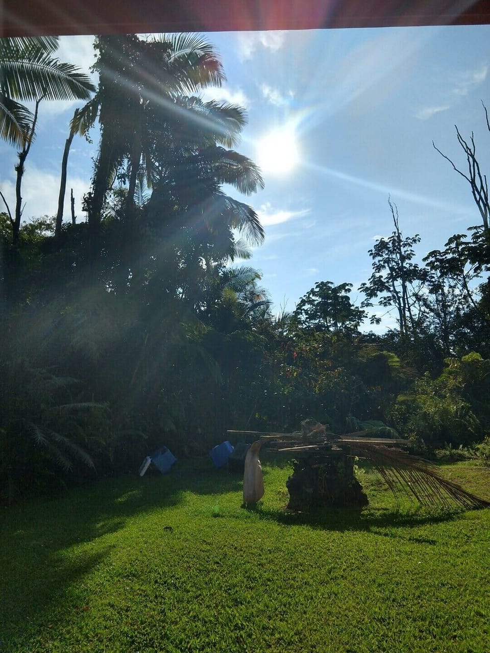 Backyard.