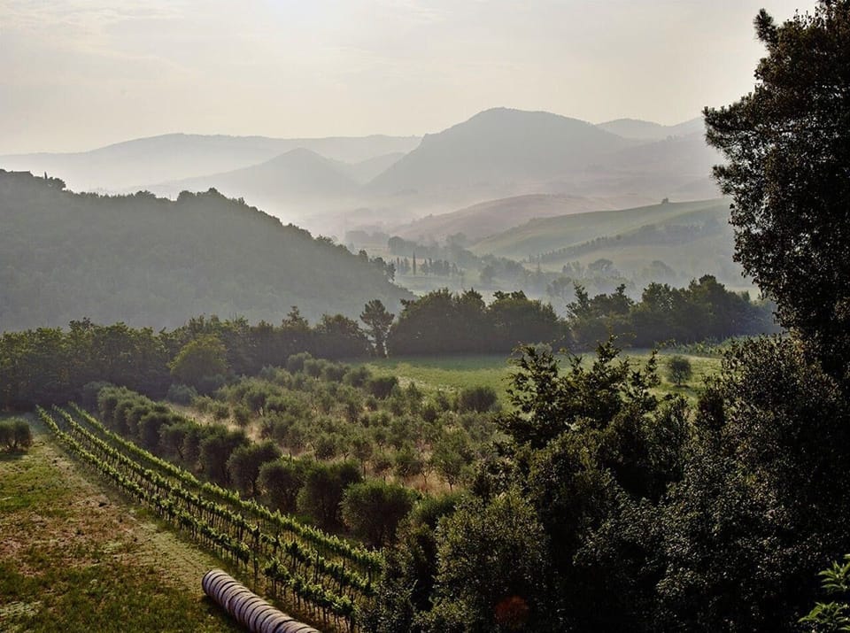 Area that directly surrounds the property. view of the vineyard