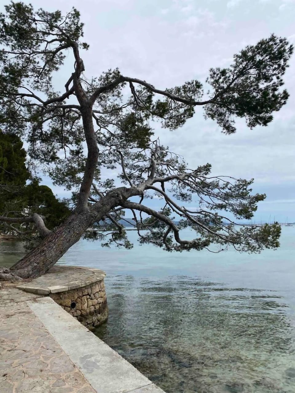 Pine Walk (1)