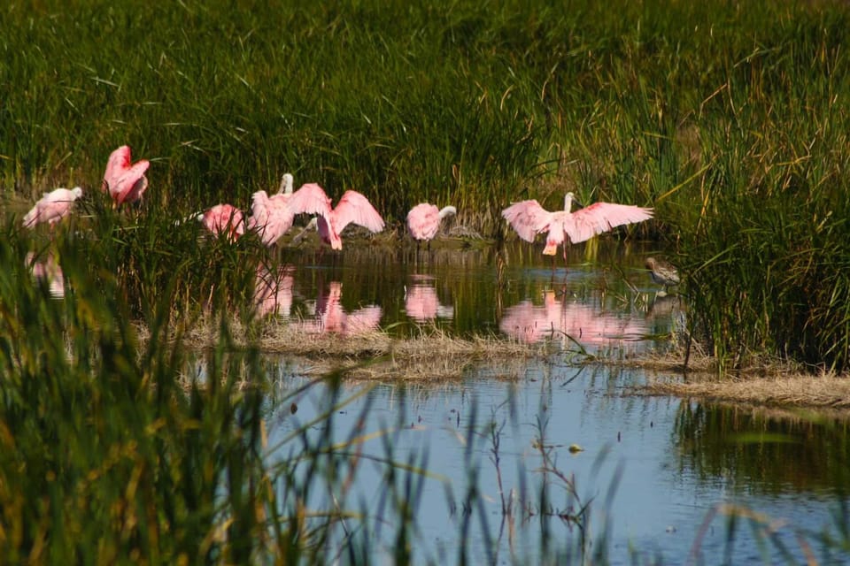 Being on South Padre Island there's always wildlife around to admire.