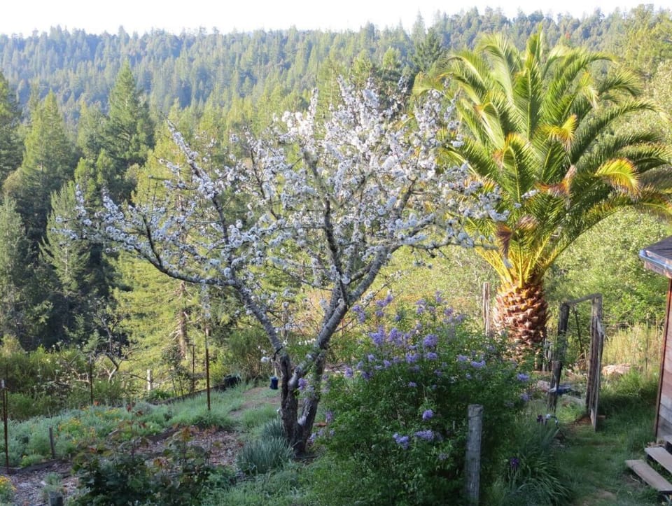 View of orchard from balcony
