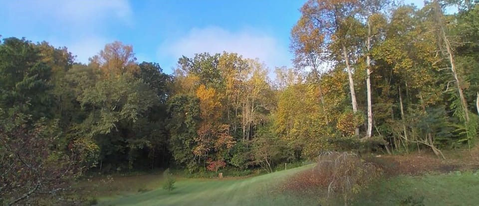 Late summer view of Oconee Oasis back yard/woods