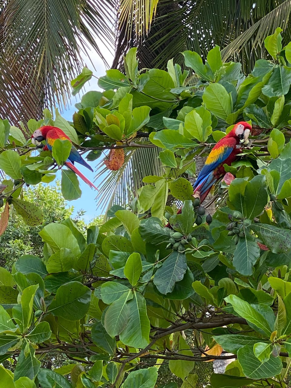 Macaws that you will see frequently around the neighborhood