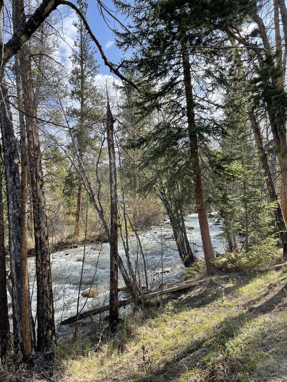 A walk in the woods