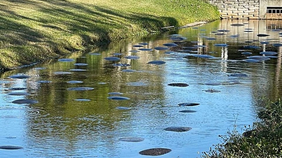 Hundreds of manatees have come to a small, shallow canal across from DeSoto Park in Satellite Beach, an annual phenomenon that takes place in the winter months.