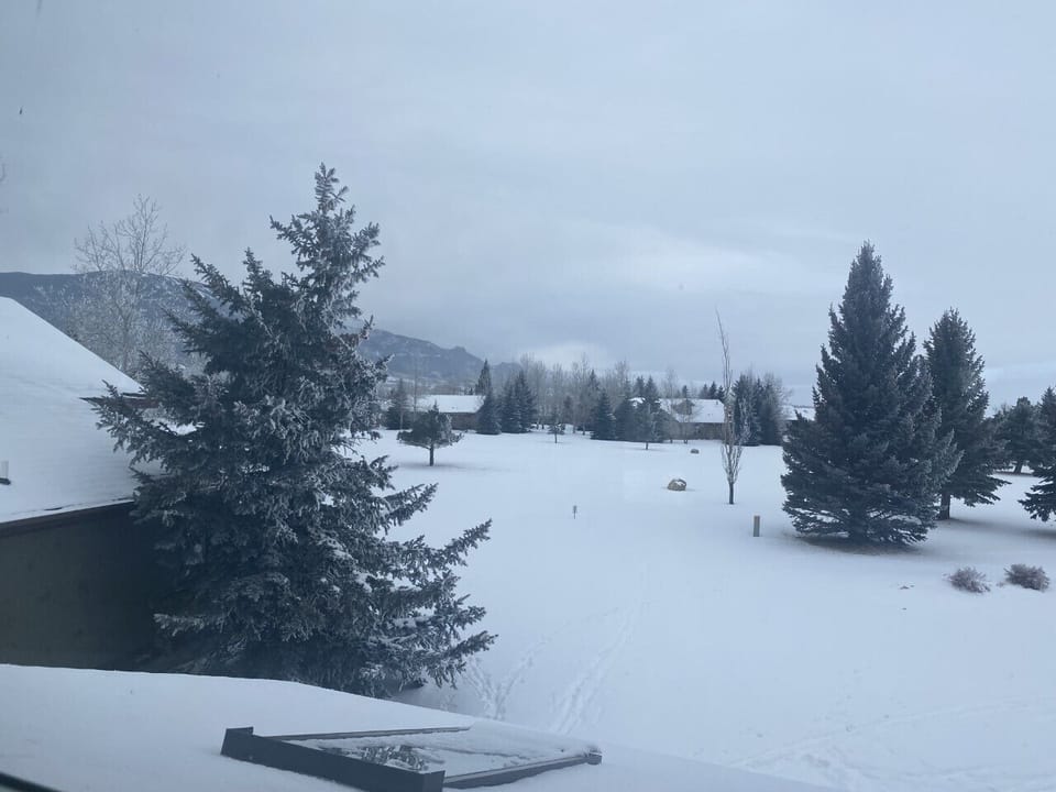 View out the backdoor