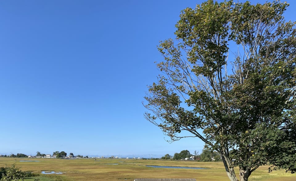 Marsh View!