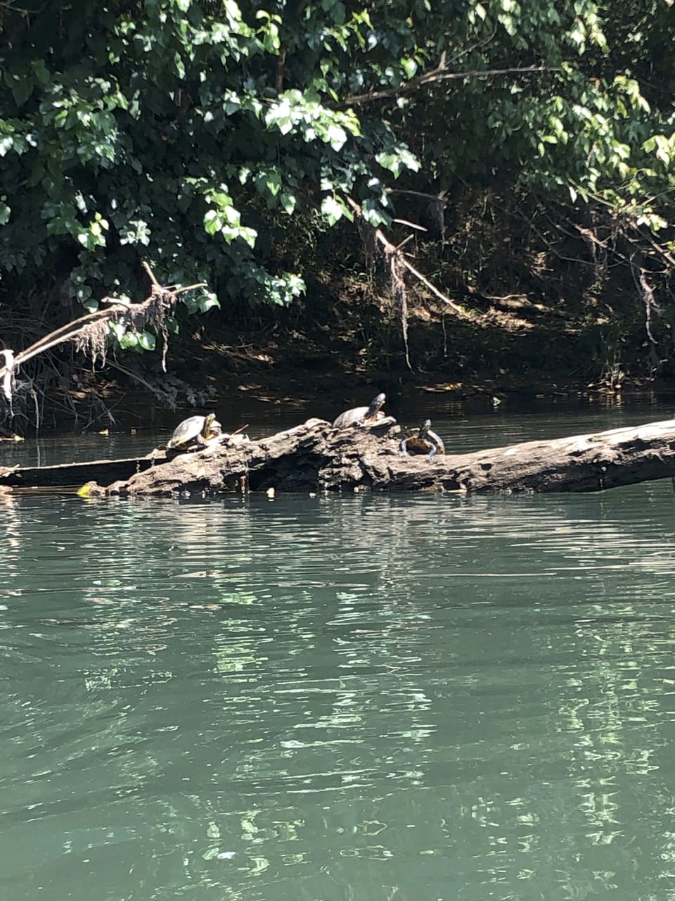 Wildlife on the river. 