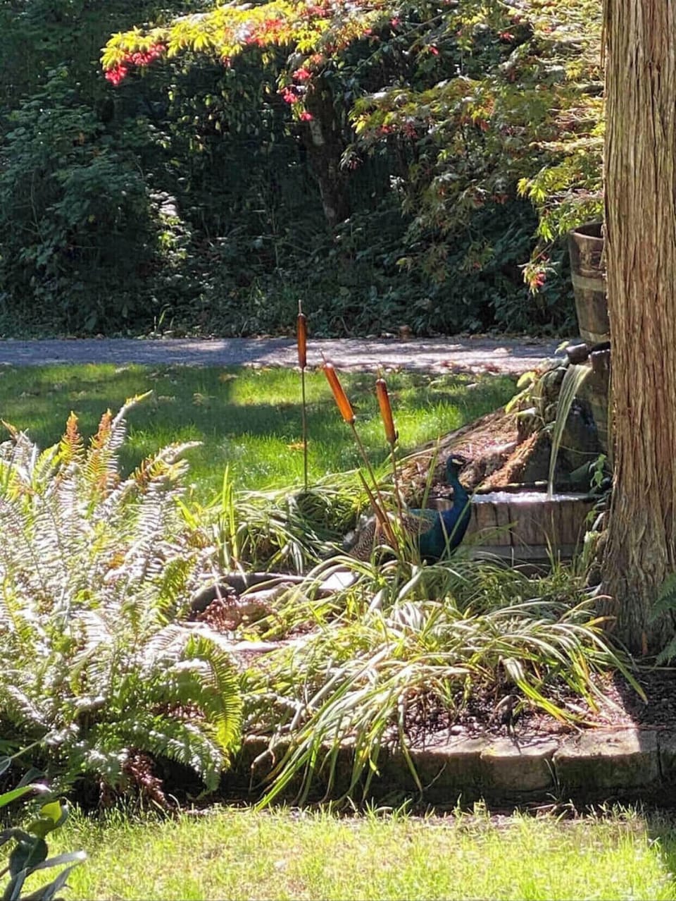 Kevin, the peacock, taking a drink at the water feature 