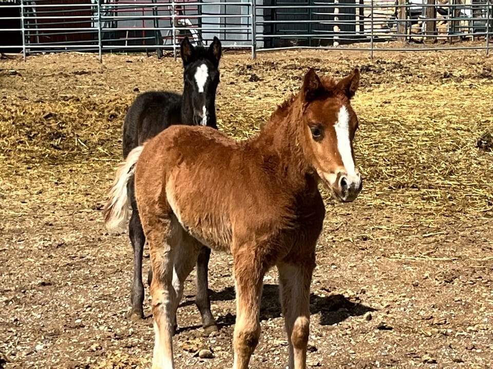 New baby foals- Ruby and Oreo just over the fence.
