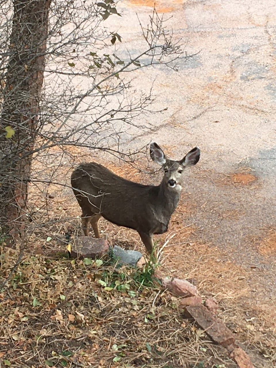 An almost-daily visitor.

