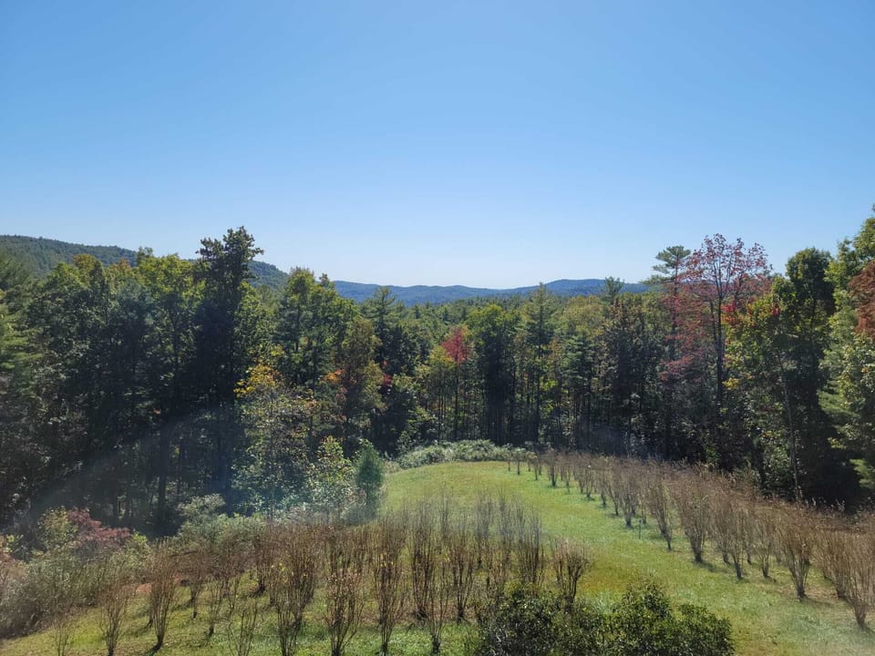 Blueberry fields in the backyard seen from the porch. 