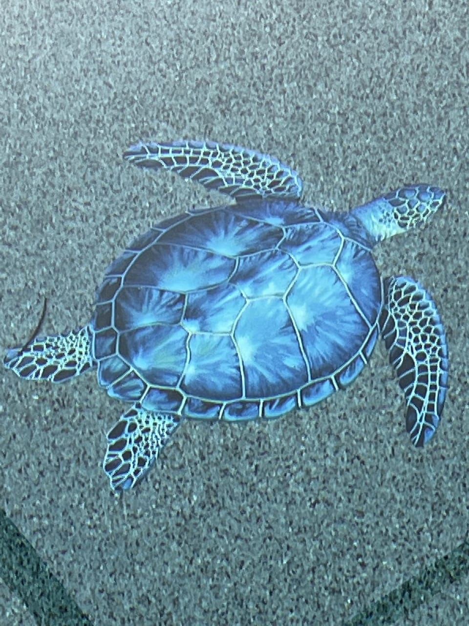 Esta es la tortuga Cecil.