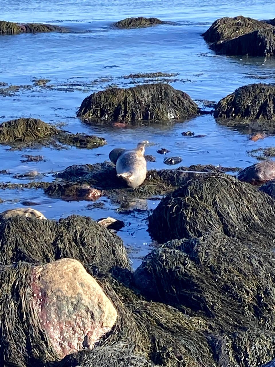 Seals are always swimming by or lounging in the waves and sometimes on the rocks