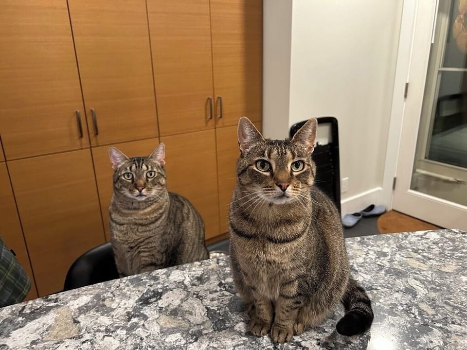 Host kitties Tygee (back) and Molly (front).