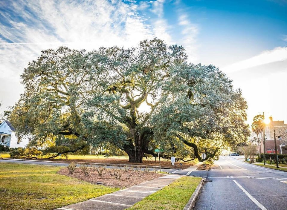 The Big Oak and Big Oak Cam 
