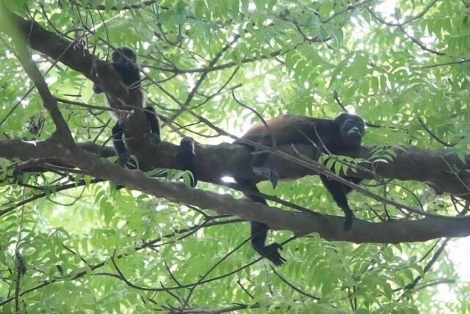 Monkeys on your backyard