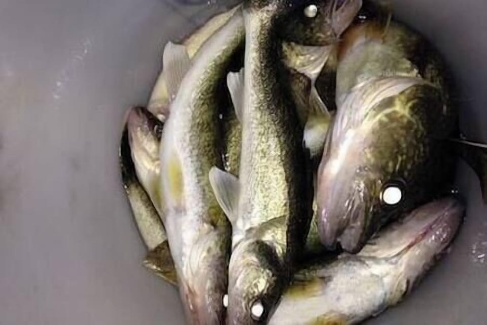 40ee9e99 3aac 453d 95bd ff34b0ee5ab9