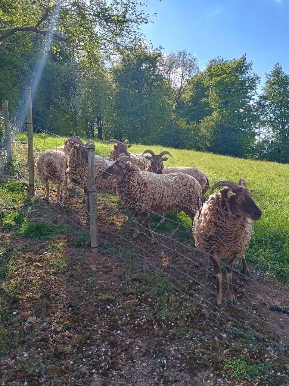 Our rare breed sheep 