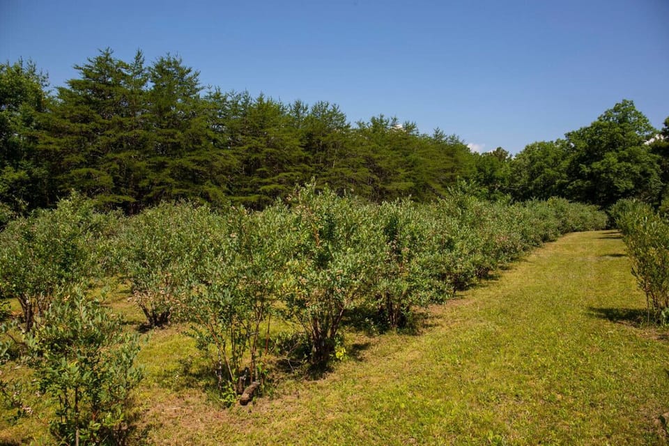 U-pick blueberries from July to mid-August—come for the berries, stay for the bragging rights of “harvesting your own breakfast!”
