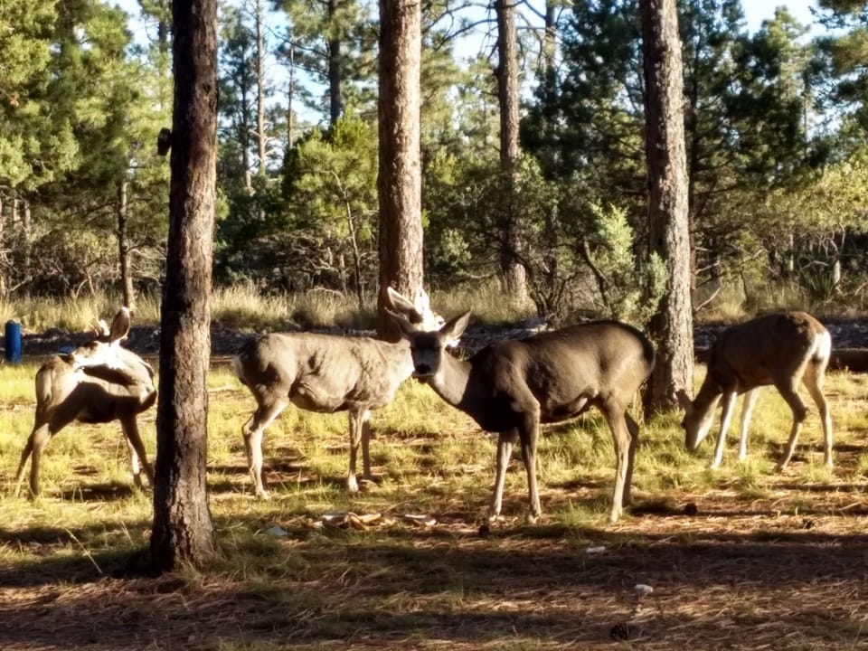 Deer frequently visit the cabin 