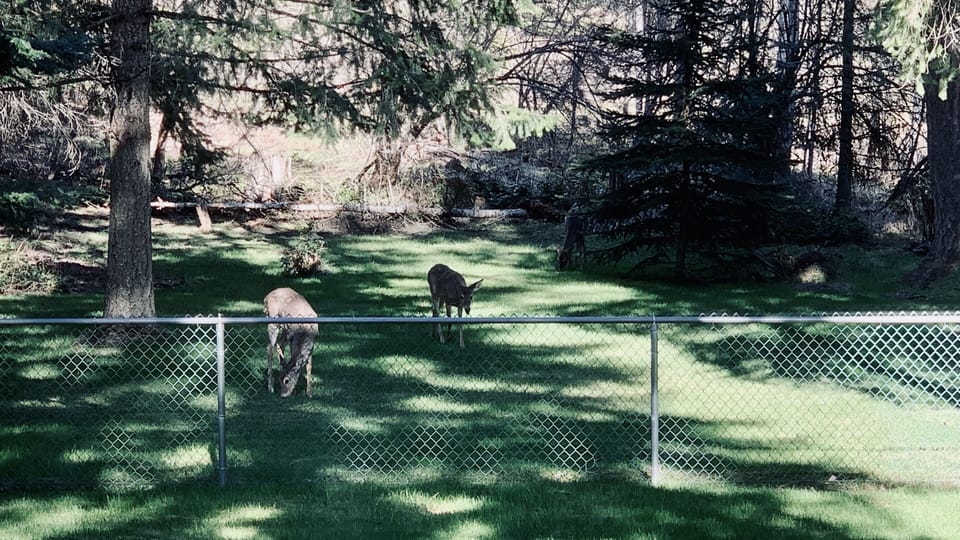 Deer and wildlife abound year round - on property 
