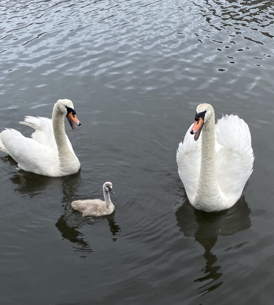 We often get swan visitors in our lagoon. 