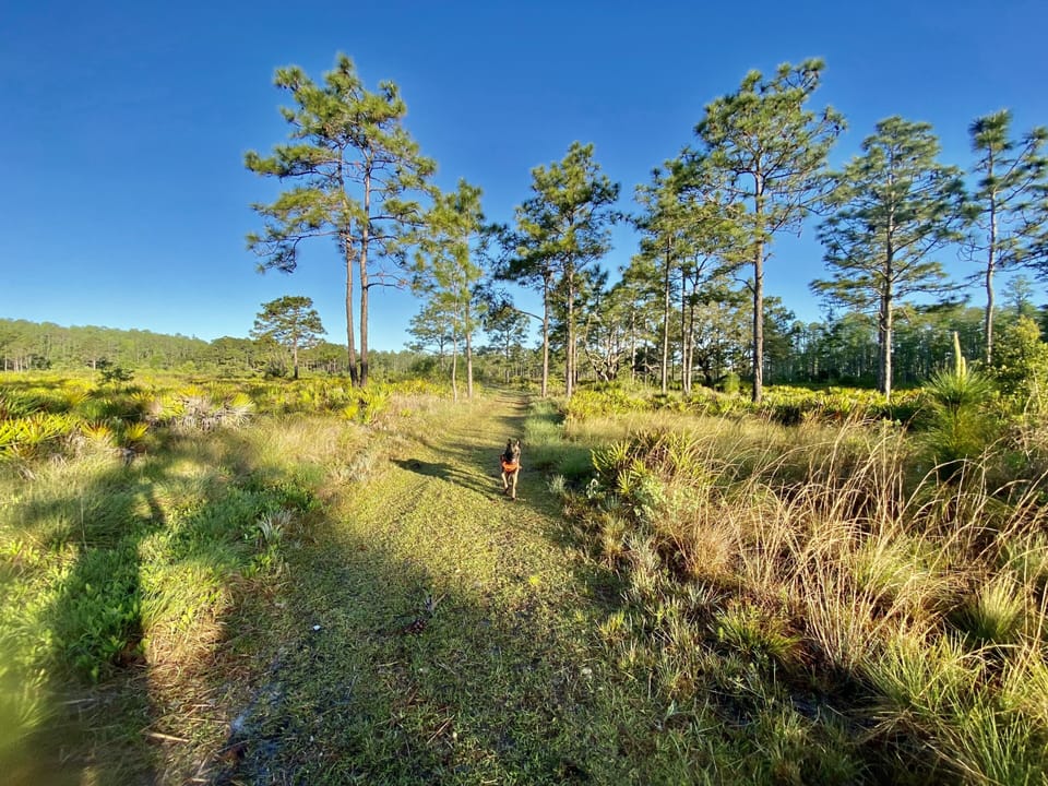 Lake Frances Preserve Hiking trails. Miles of trails, 1/2 mile walk from house. 