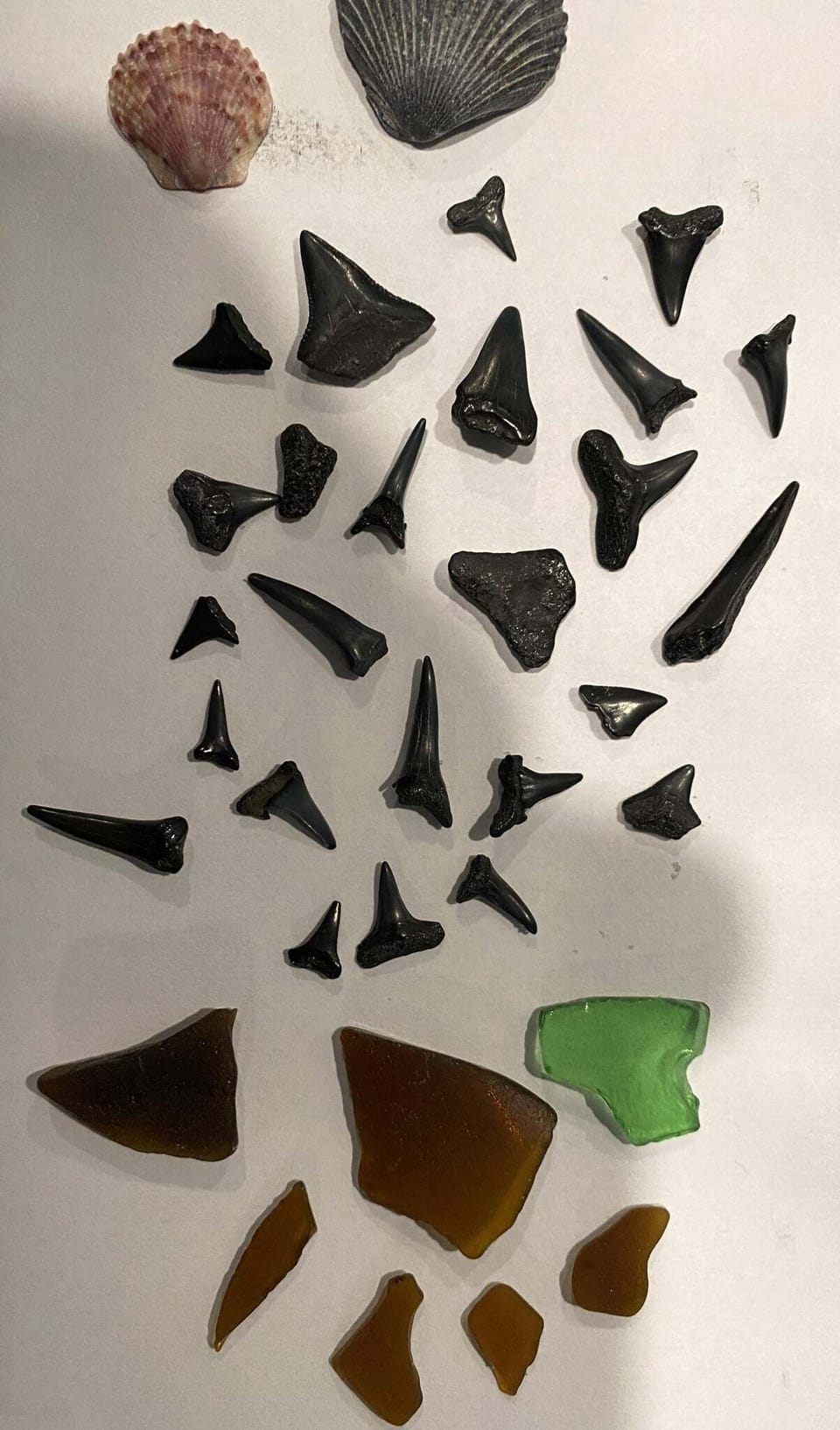 Popular beach area for collecting shark teeth
