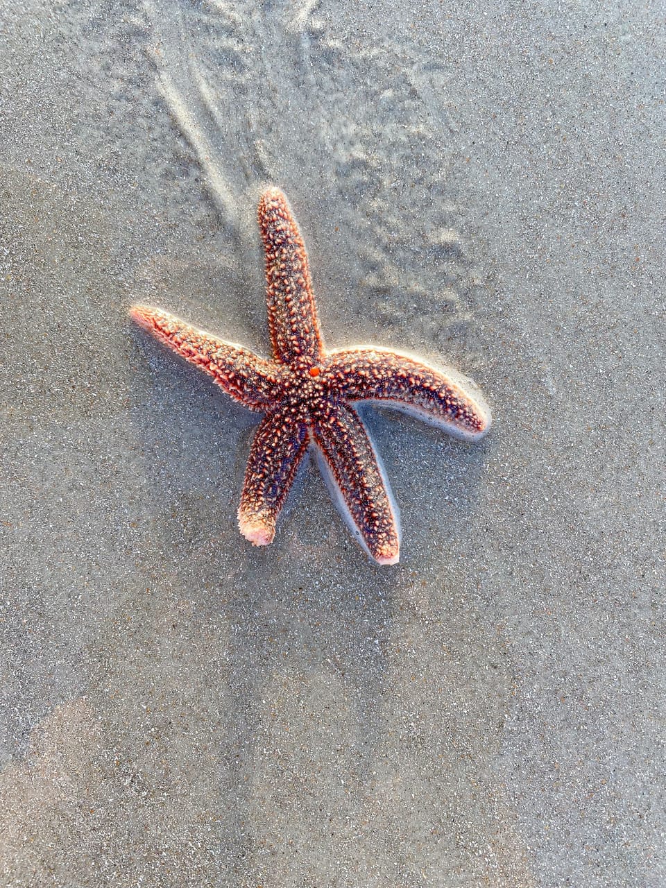 A morning beach walk treasure
