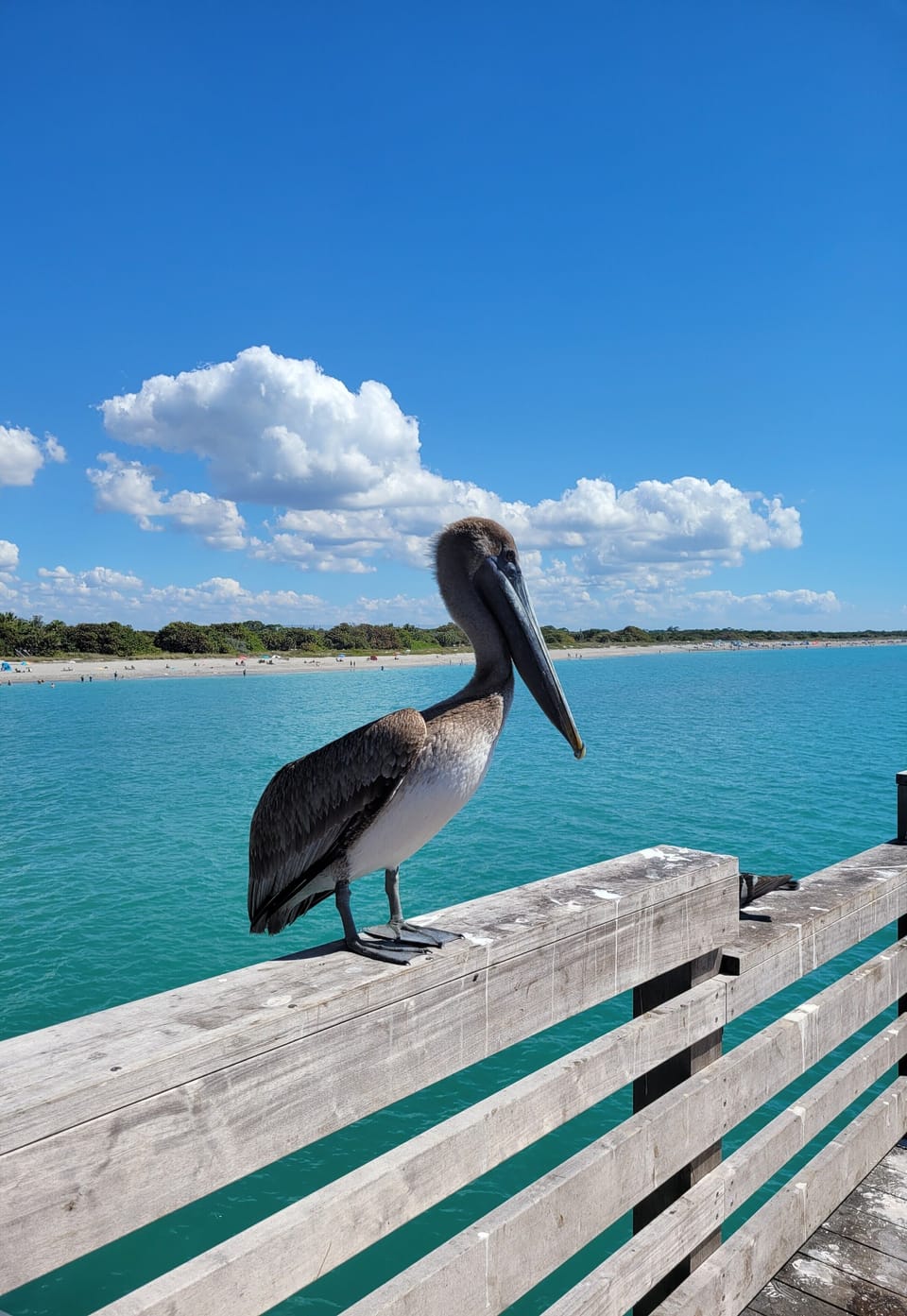 Venice Fishing Pier 