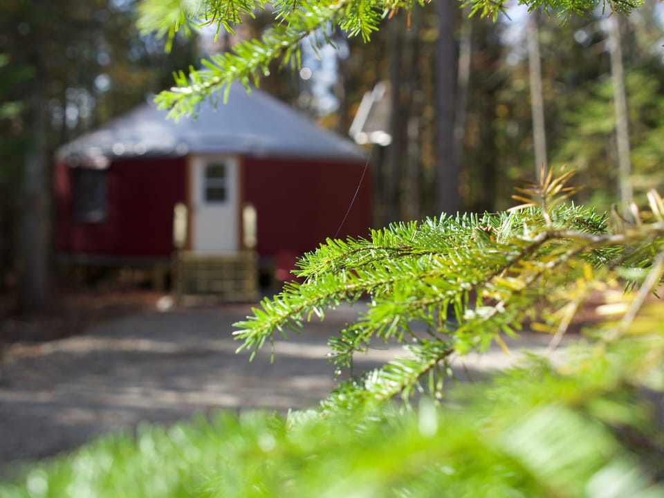 Front view from the fir trees