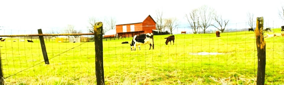 Cows on the neighbor's farm