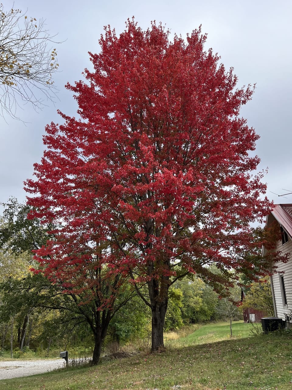 Maple tree in with beautiful fall foliage.
