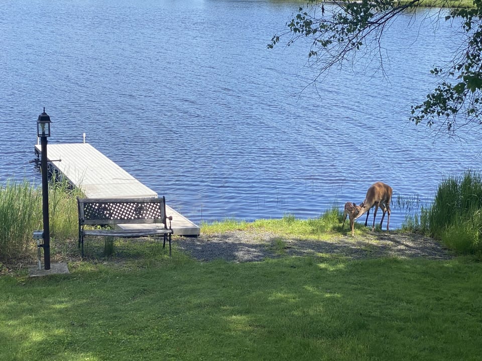 Our dock with momma dear and baby. 