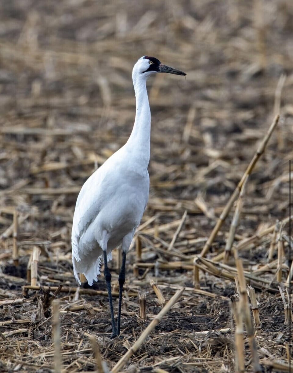 Whooper anyone! The sandhill cranes  visit late February through April…