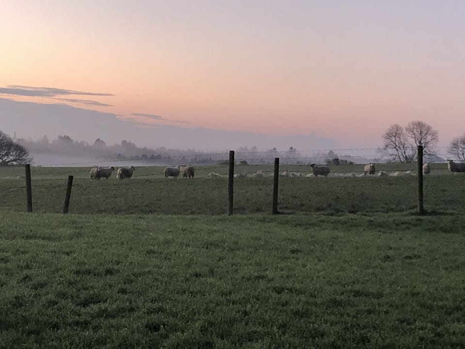The view from the patio