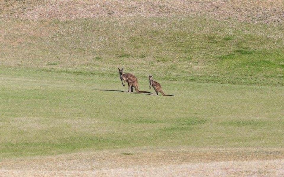 Cheeky Kangaroos watching your relax