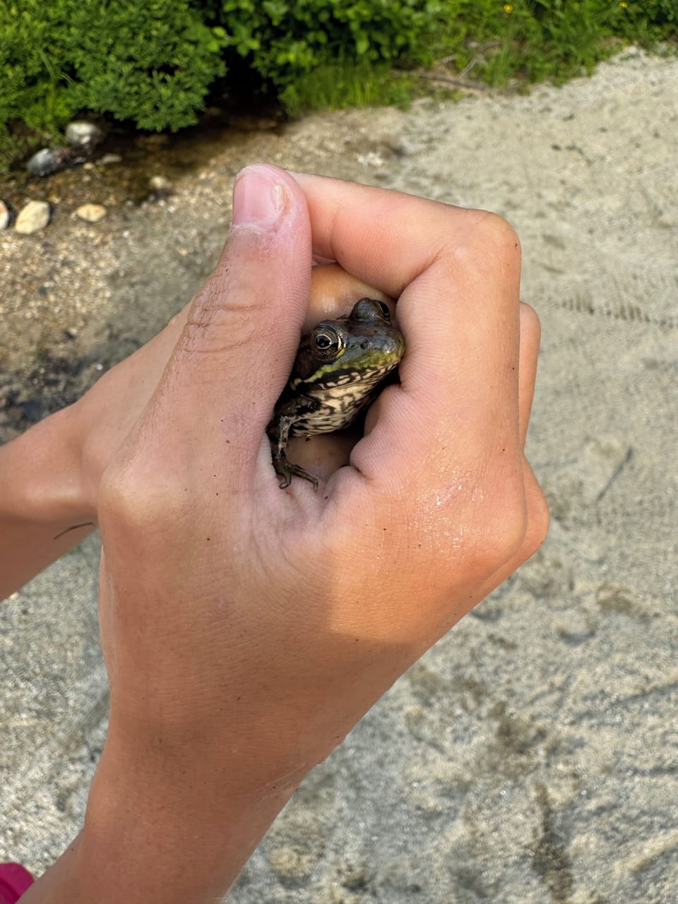 Nature abounds at Chalk Pond!