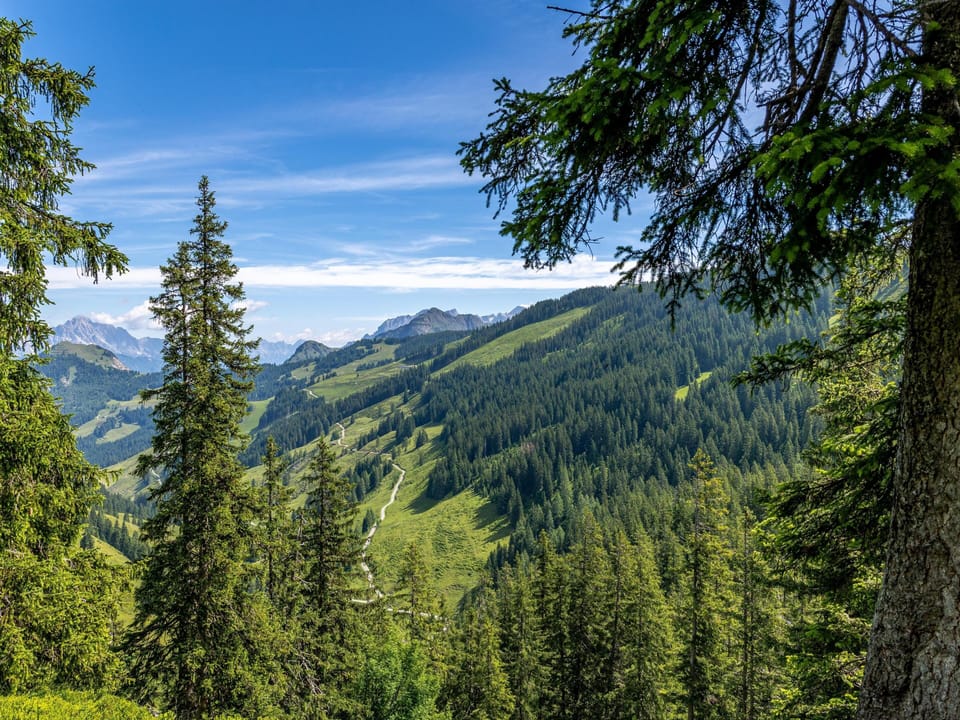 Region [summer] (>5 km)