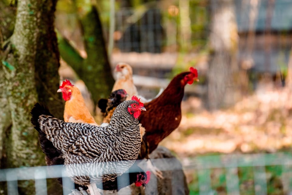 These girls know how to make a breakfast fresh and fantastic! 