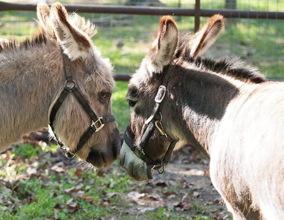Moses & Odie, our resident pet miniature donkeys. 