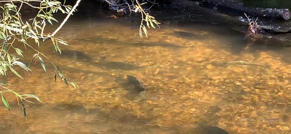 The Salmon love our rock beds for the fall run. Steelhead & Trout in river too.