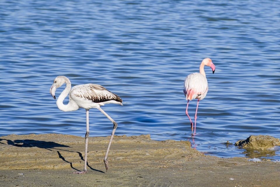 Pink flamingo
