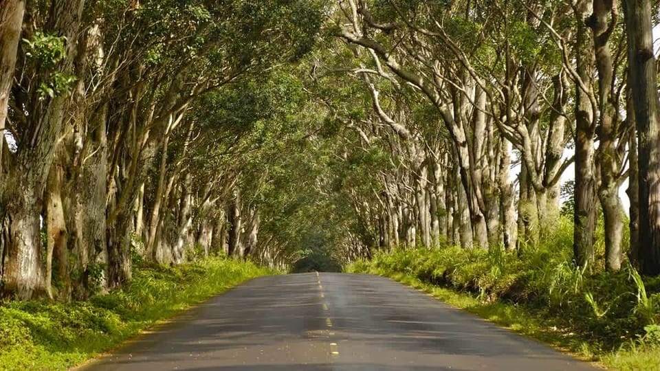 You can't miss the Koloa Tree Tunnel