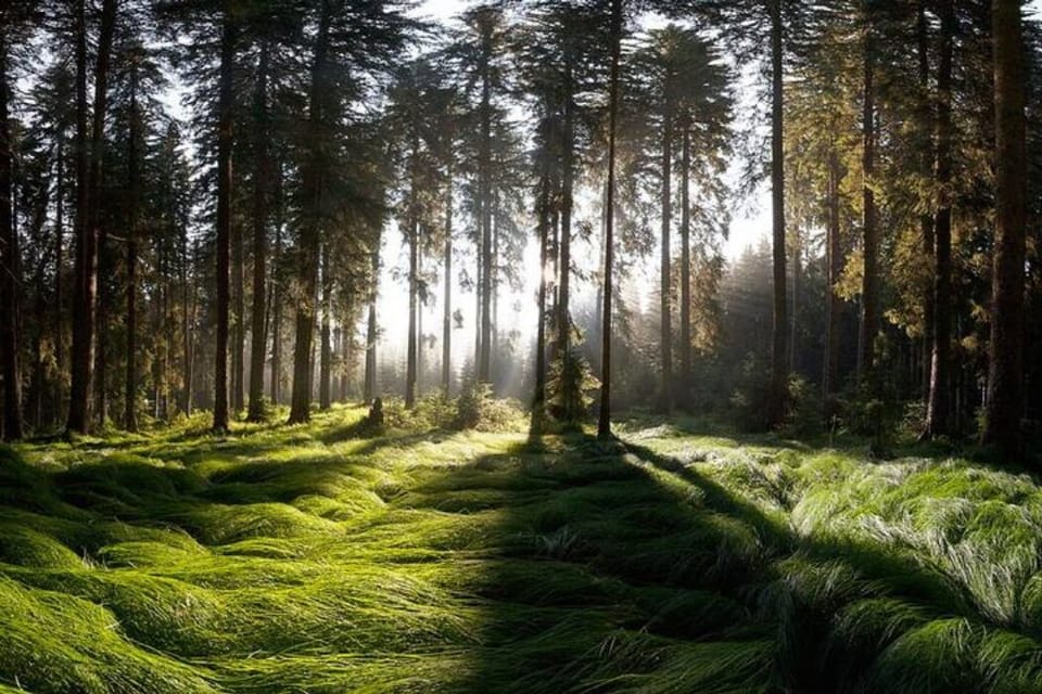 Forest