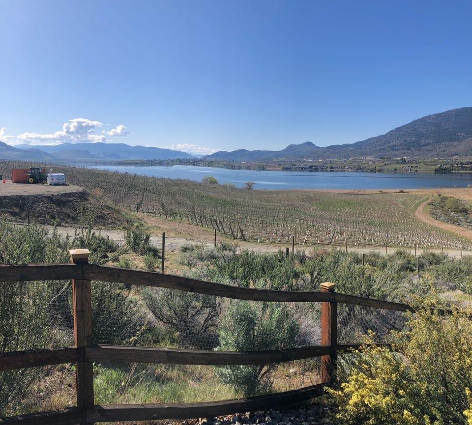 surrounded by Vineyards